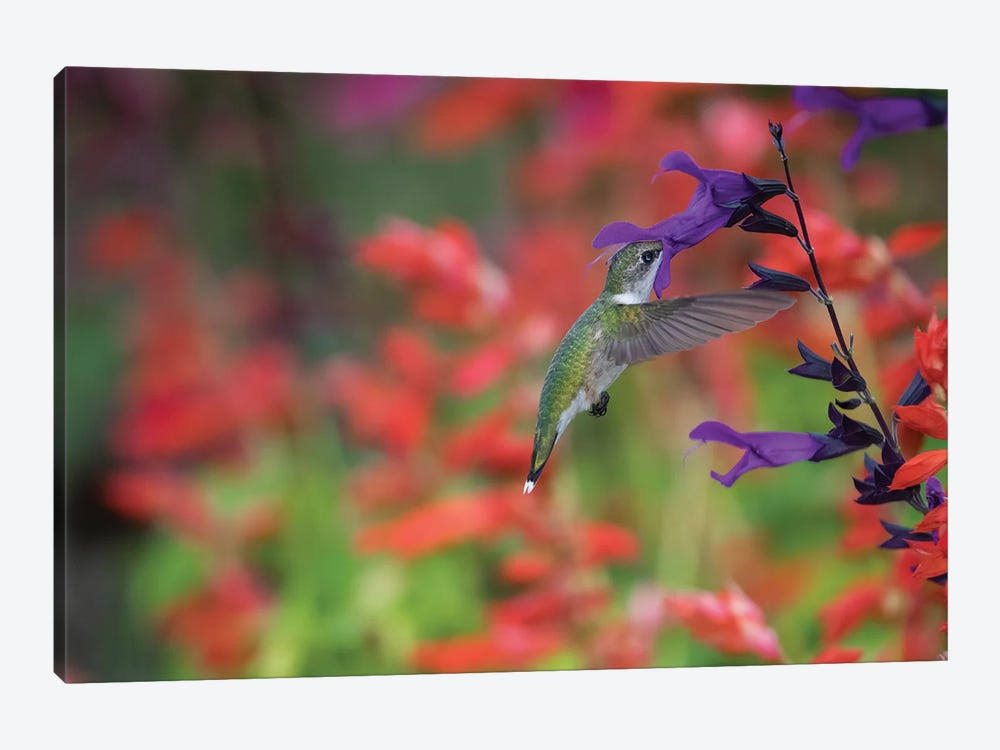 Canvas Prints D714