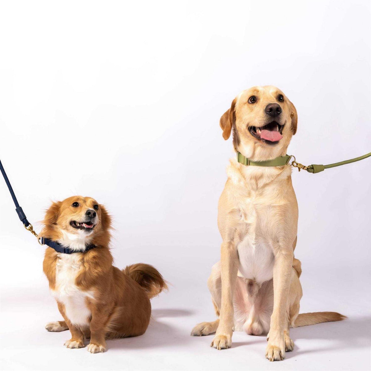Standard Dog Collar I3672