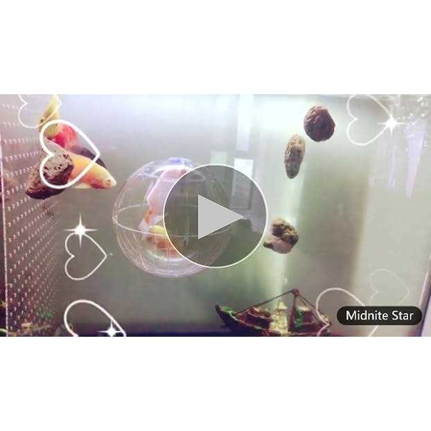 Hamster Exercise Ball Transparent P481