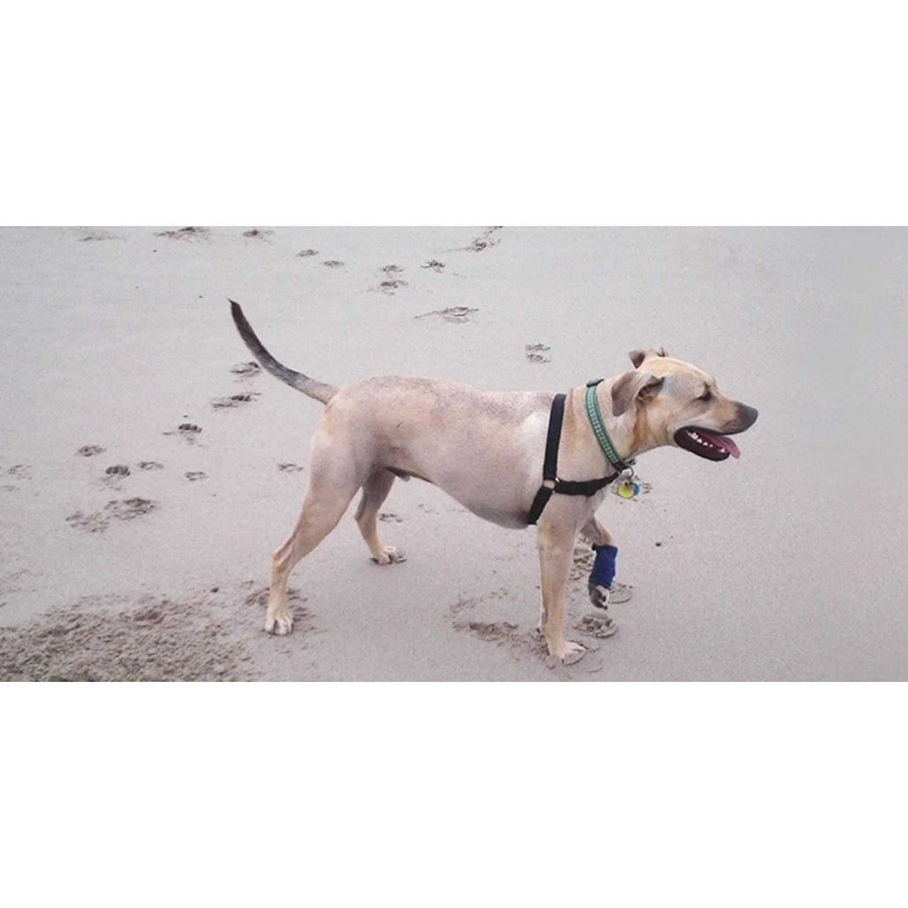 Dog Wraps Y355025