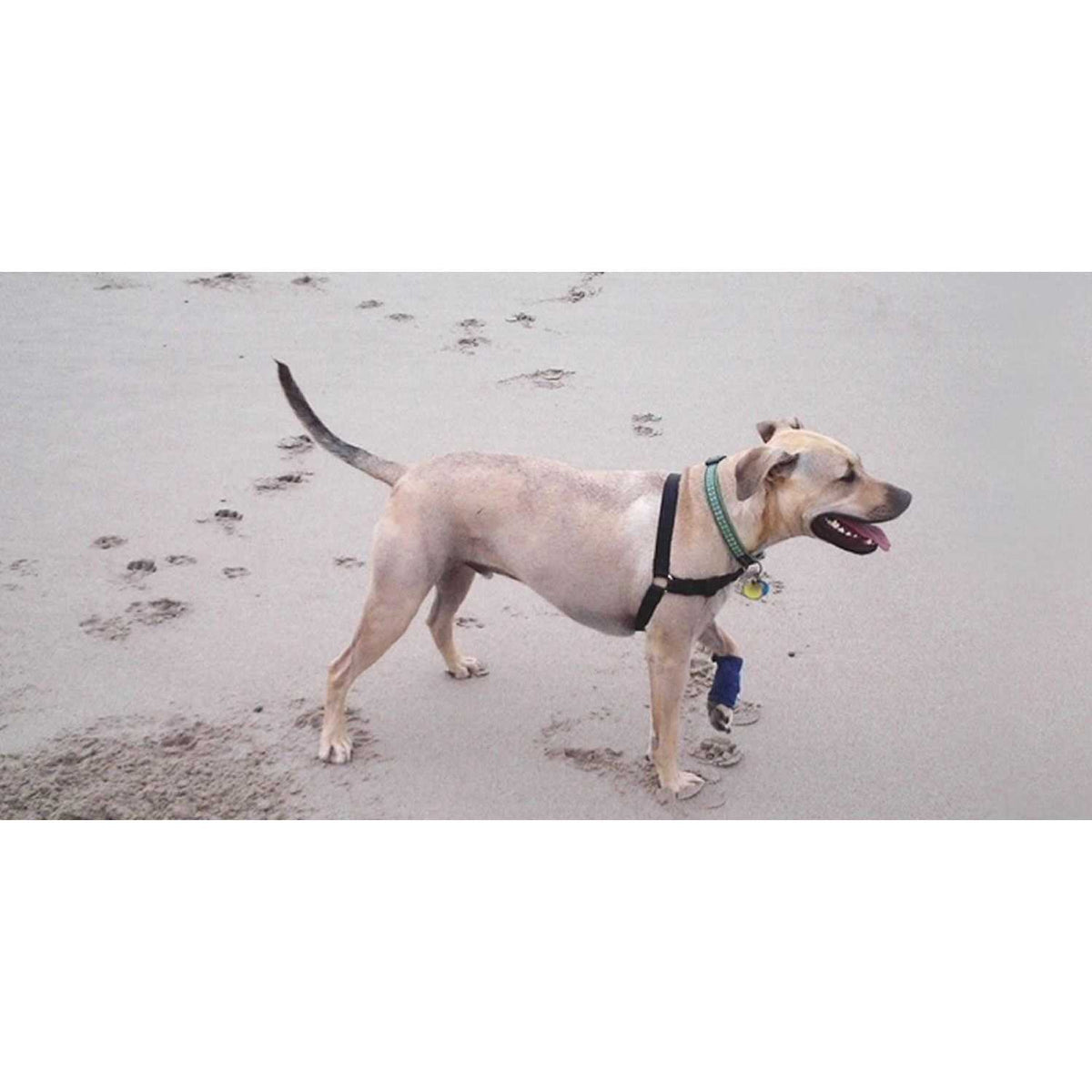 Dog Wraps Y355025