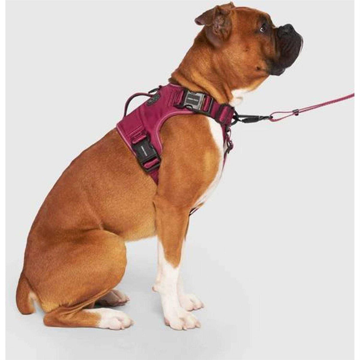 Complete Control Dog Harness J779758