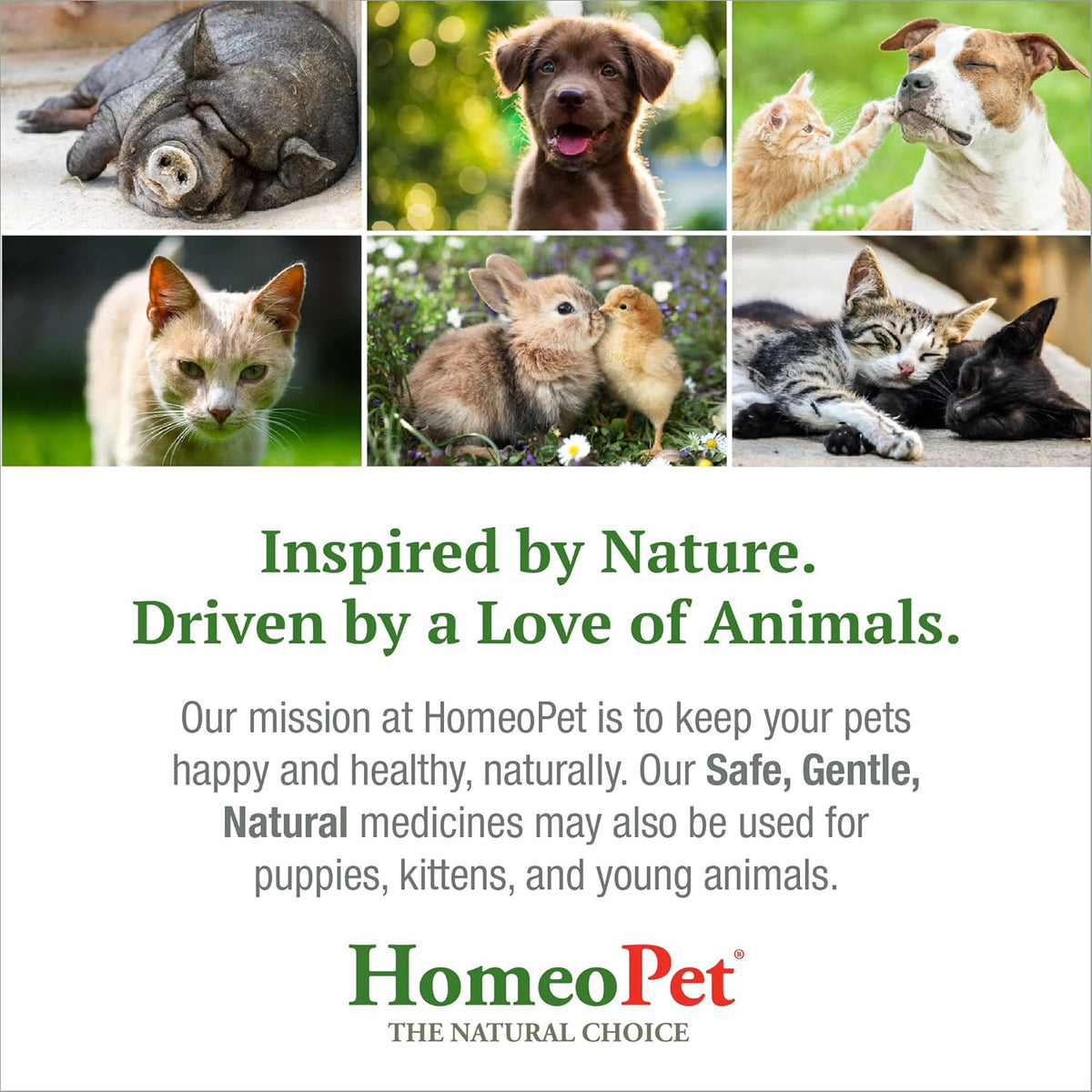 15 Milliliters Natural Pet Digestive Support S72223