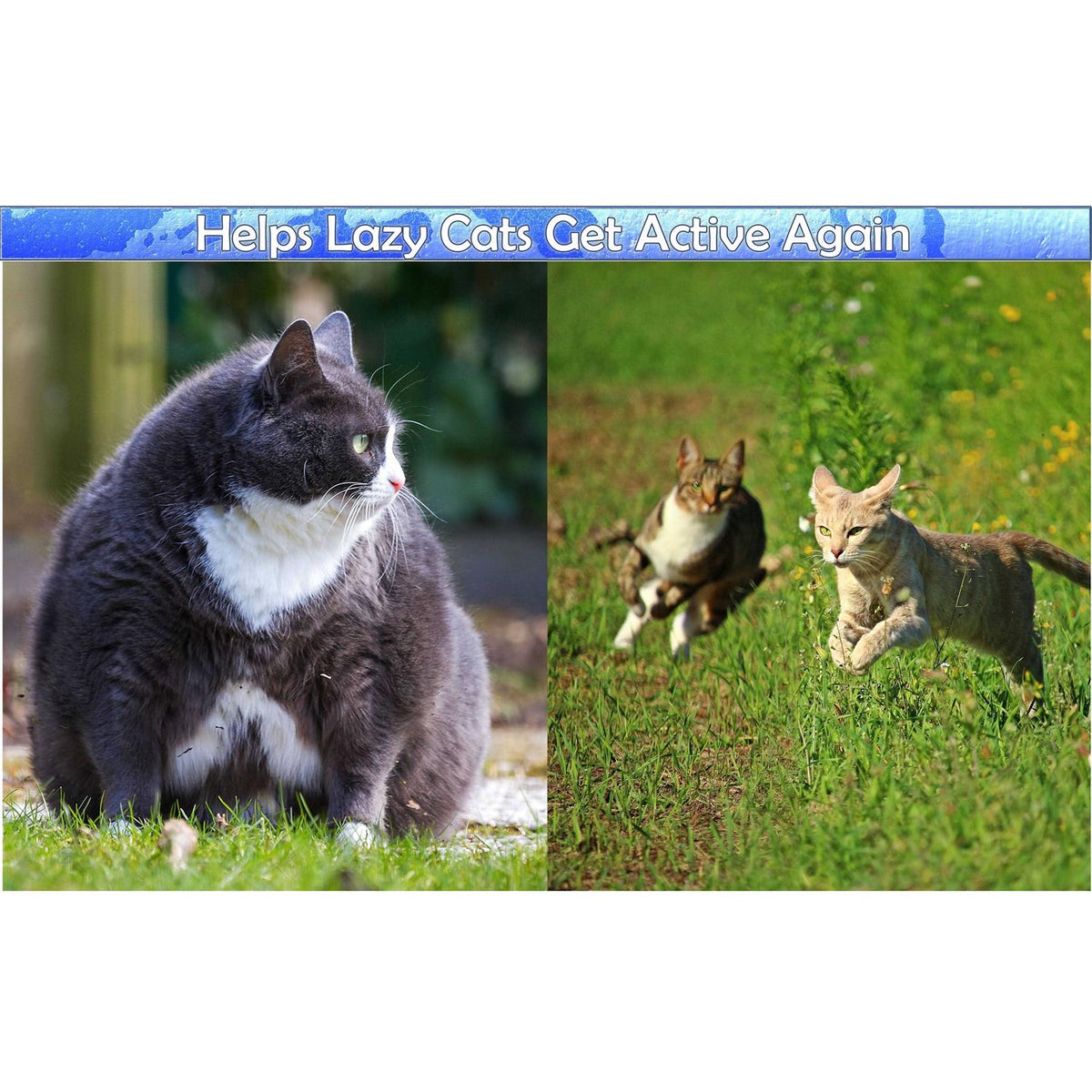 Cat Grooming Arch with Catnip L54070