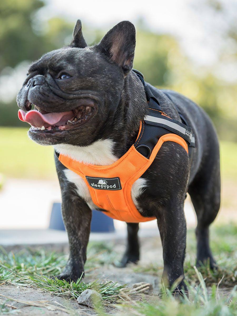Orange Dream Safety Harness G2025